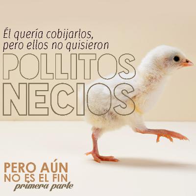 Pollitos necios