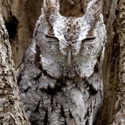 Eastern Screech Owl Eastern Screech Owl