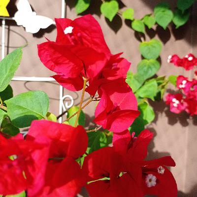 FELIZ DIA DAS MÃES 🌹🌿