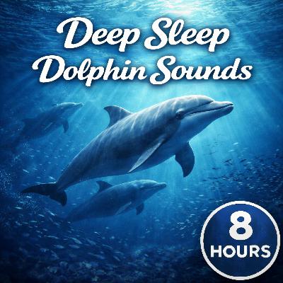 Midnight Dolphin Rhythms Midnight Dolphin Rhythms
