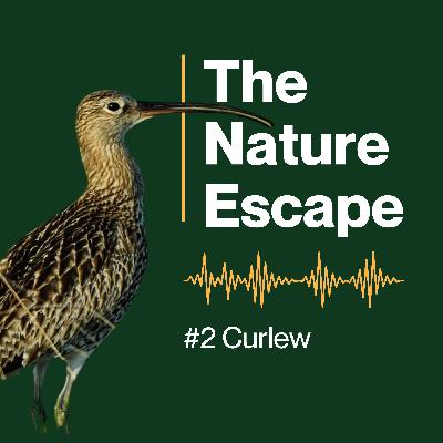 Curlew Curlew