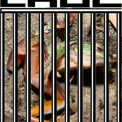 Toxic human waste in The Cage Toxic human waste in The Cage