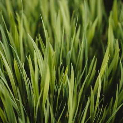 April 25 The Grass Springs Up From The Earthly Ground