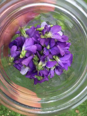 PPP 27: Violets Are Blue & Powerful Too! Another Plant Feature!