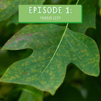 The Forest City Ep.1 The Forest City Ep.1