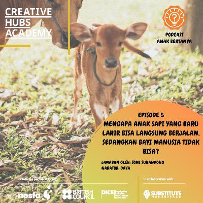 Episode 5 - Mengapa Anak Sapi yang Baru Lahir Bisa Langsung Berjalan, sedangkan Bayi Manusia Tidak Bisa? Episode 5 - Mengapa Anak Sapi yang Baru Lahir Bisa Langsung Berjalan, sedangkan Bayi Manusia Tidak Bisa?