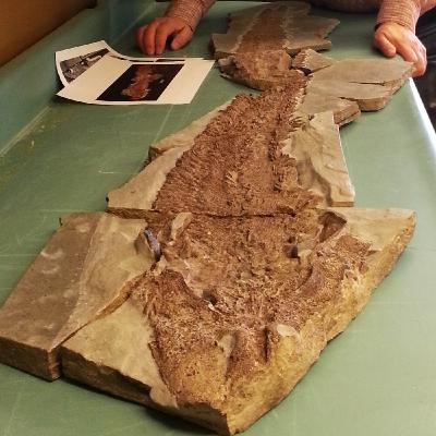 El inesperado origen de los dedos El inesperado origen de los dedos