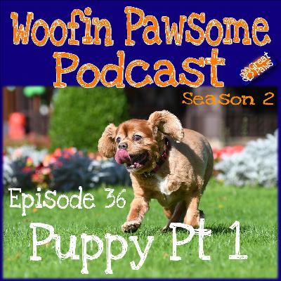Puppy Pt 1 - Episode 36 Puppy Pt 1 - Episode 36