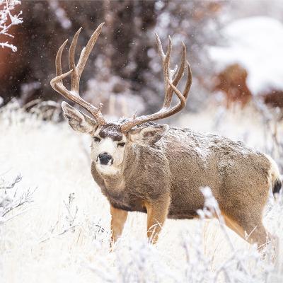 Zombie Deer in Yellowstone, Sand-Swimming Moles, and Snoozing Penguins
