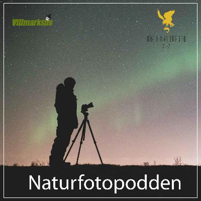 Jerv og jervefotografering med Robin Jensen