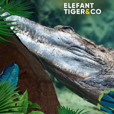 Schüchternes Krokodil