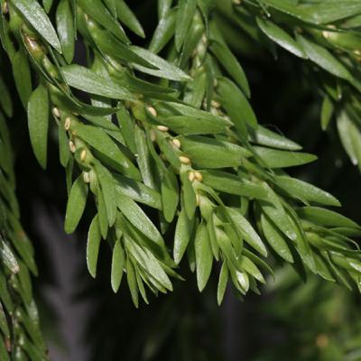 EP04【阿傑生態小百科】附生植物：石松