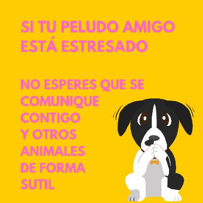 ¿Tu como te comunicas cuando estás estresado?