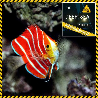 PRESSURISED: 060 – Mesophotic Reefs with Yi-Kai Tea