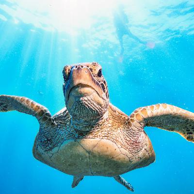 La torture des mers