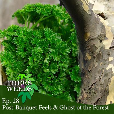 Ep 28 - Post-Banquet Feels & Ghost of the Forest Ep 28 - Post-Banquet Feels & Ghost of the Forest