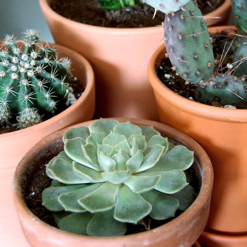 Succulent Magic: Creating a Lush Indoor Garden