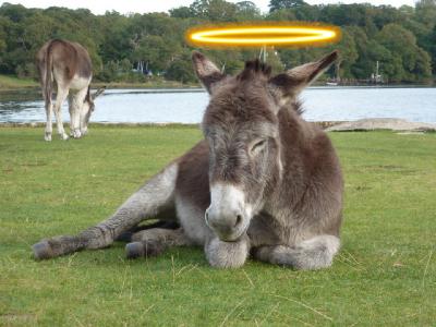 Heilige Scheiße - Oder: Von Eselsschwänzen und anderen Hinterlassenschaften Heilige Scheiße - Oder: Von Eselsschwänzen und anderen Hinterlassenschaften