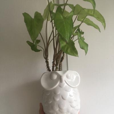 Episode 11: Hedwig the Syngonium
