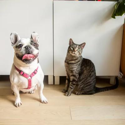 11 Reasons Why Cats Make Better Pets Than Dogs article