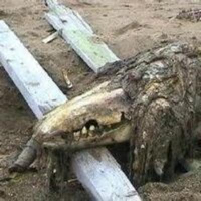 SCP-682 Reptil Indestructible (Animación SCP)