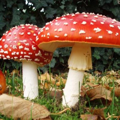 Historia de los hongos a lo largo de la historia