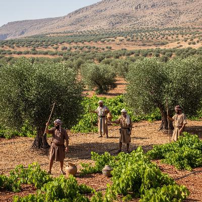 Ancient Olives & Grapes: Farming Through the Ages Ancient Olives & Grapes: Farming Through the Ages