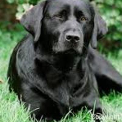 my dog died
