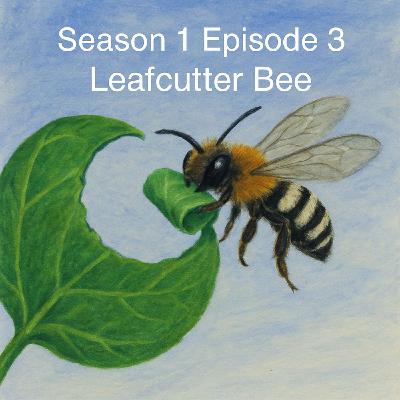The Leafcutter Bee Vandals