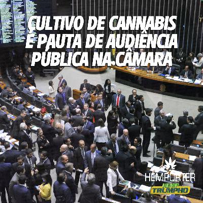 Cultivo de cannabis é pauta de audiência pública na Câmara Cultivo de cannabis é pauta de audiência pública na Câmara