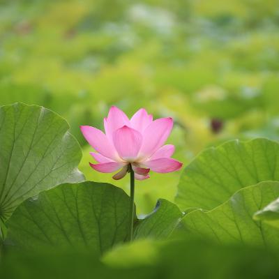 33 句強大療癒肯定語 ✨ 每日練習喚醒自癒力、重塑信念、恢復健康與活力✨