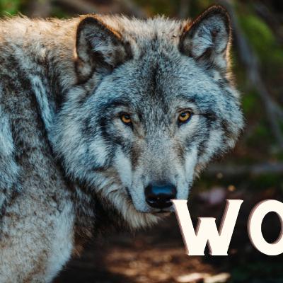 Surviving in the Wild: The Complex Social Structure of Wolves
