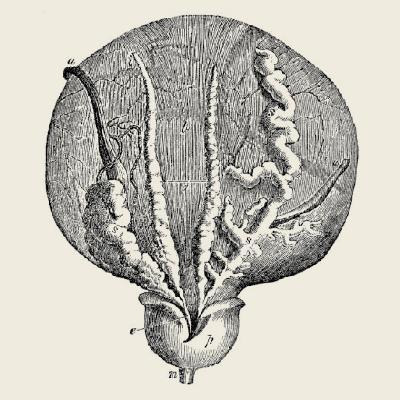 133_Die Prostata