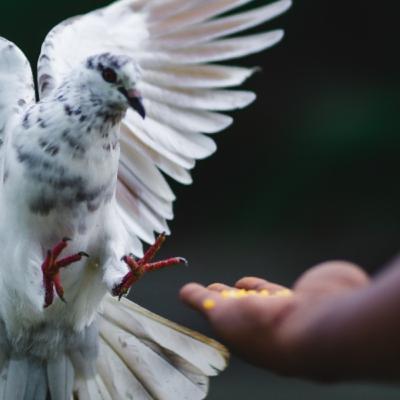 #90 - 🇪🇸 4. La Orientación del Espíritu - Serie Espíritu Santo #90 - 🇪🇸 4. La Orientación del Espíritu - Serie Espíritu Santo