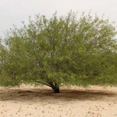 Mezquite, árbol multiusos. Mezquite, árbol multiusos.