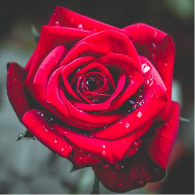 Rose Way Meditation Take 2 Rose Way Meditation Take 2
