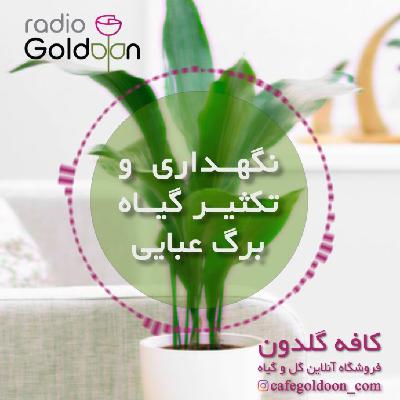 معرفی، نگهداری و تکثیر گیاه برگ عبایی معرفی، نگهداری و تکثیر گیاه برگ عبایی