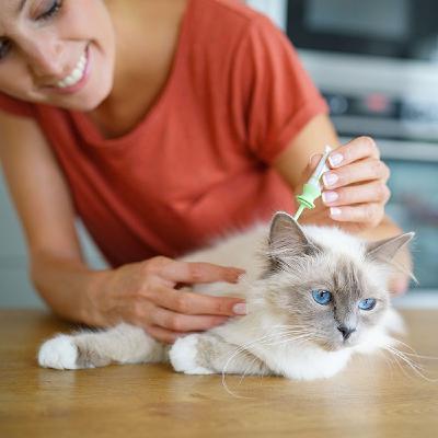 #6 - Medicina Felina: Vacinação, vermifugação e uso de antipulgas #6 - Medicina Felina: Vacinação, vermifugação e uso de antipulgas