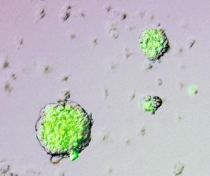 A Scandal in Stem Cells