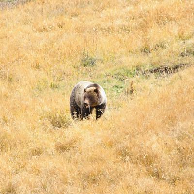 This Week in Yellowstone: October 2nd to October 8th, 2025