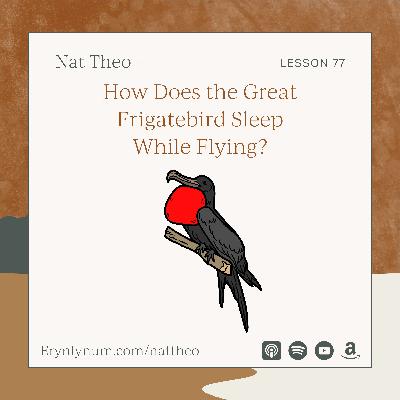 How Does the Great Frigatebird Sleep While Flying? Lesson 77