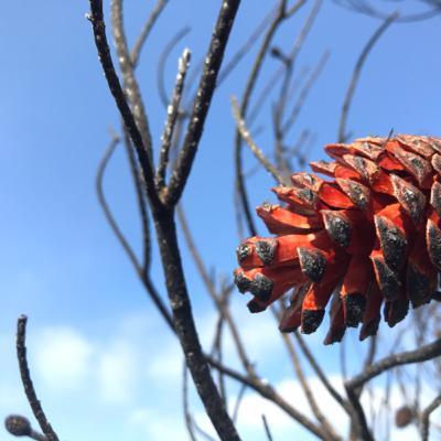 גבעת האורנים