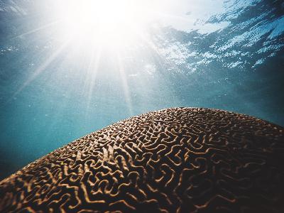 Creating consciousness: Our brain's top-down, bottom-up framework for making sense of the world around & within us Creating consciousness: Our brain's top-down, bottom-up framework for making sense of the world around & within us