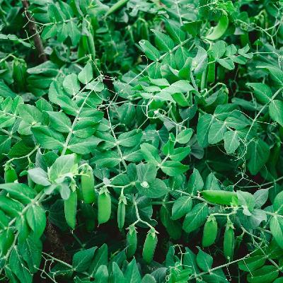 Agriculture et traumas