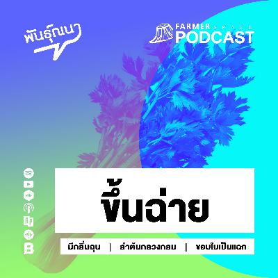 ขึ้นฉ่าย 【พันธุ์ณนา】 ขึ้นฉ่าย 【พันธุ์ณนา】