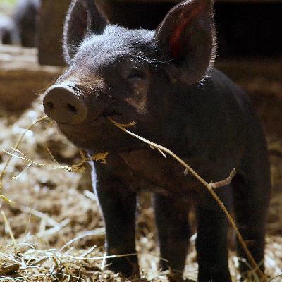 Our Pig Podcast: Touring Wild Harmony Farm Our Pig Podcast: Touring Wild Harmony Farm