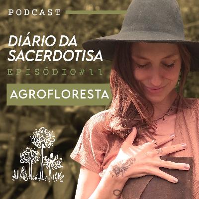 Diário #11 Agrofloresta