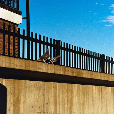 Always Two Skies of Blue There Are with Forrest Phillips and Emily Pineapple