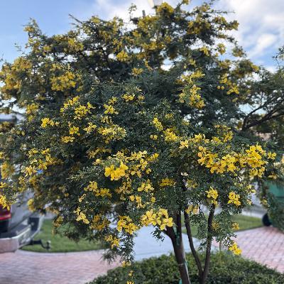 DESIDERATA, COSAS QUE SE DESEAN (E1986). DESIDERATA, COSAS QUE SE DESEAN (E1986).