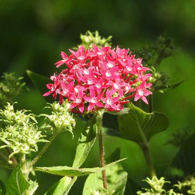 Carol Ferreira: plantas, dicas e histórias